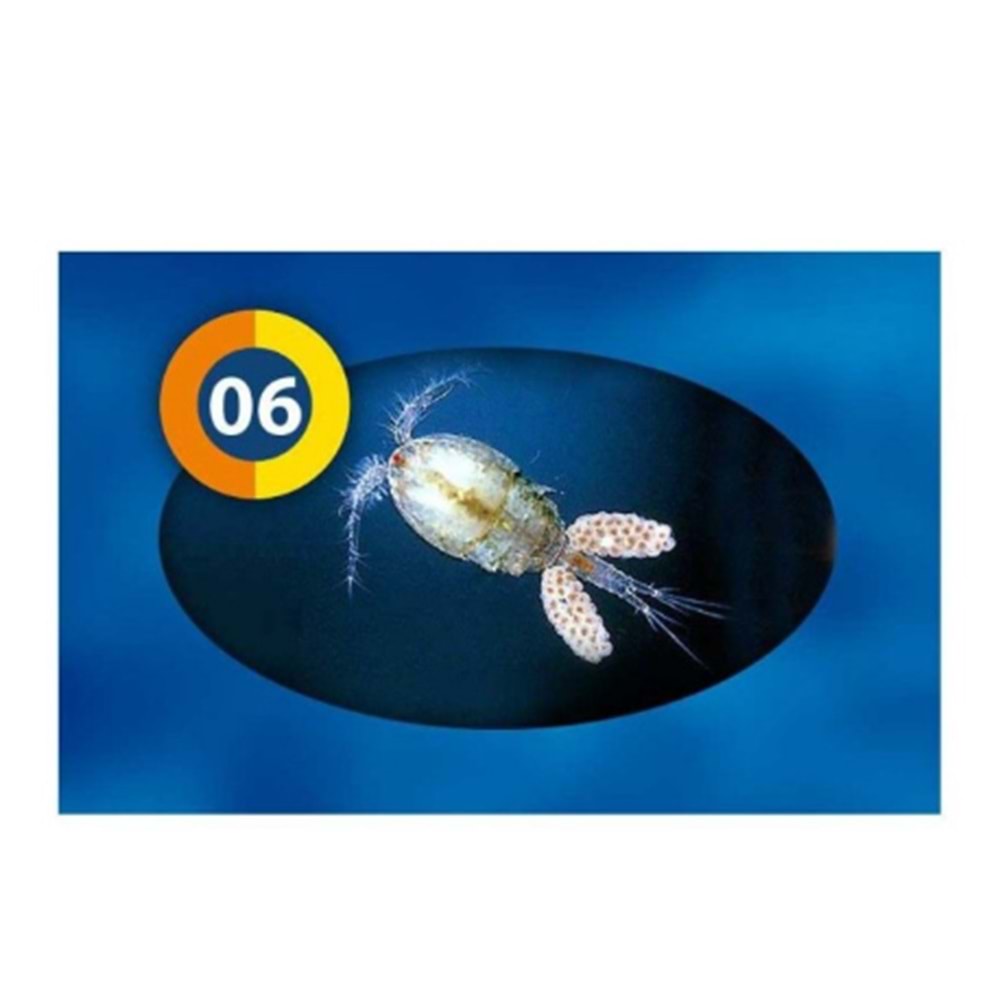 Frozen Fish Food Cyclops 100Gr - 06