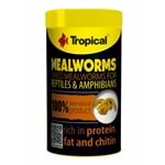 Tropical Meal Worms