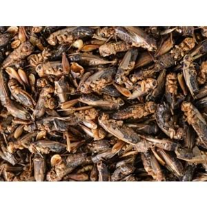 Tropical Crickets 250ml/25G