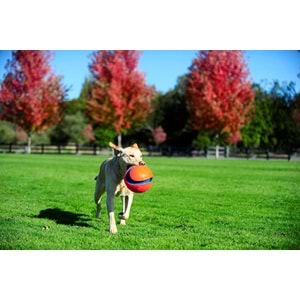 Chuckit! Kick Fetch (Büyük Boy)