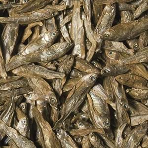 Tropical Dried Fish 100ML/15G ( Kurutulmuş Balık )