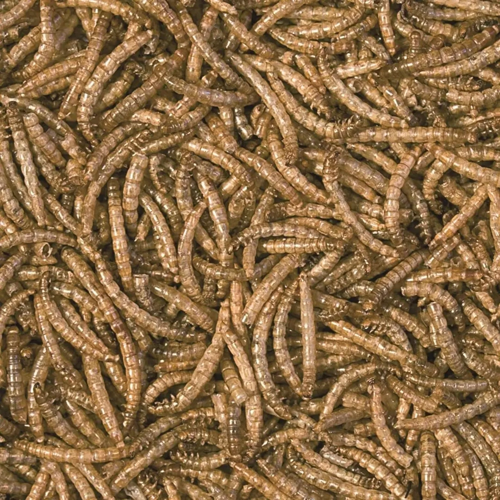 Tropical Meal Worms 100 ml/13Gr ( Kurutulmuş Un Kurdu )