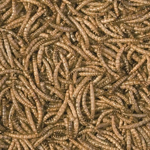Tropical Meal Worms 100 ml/13Gr ( Kurutulmuş Un Kurdu )